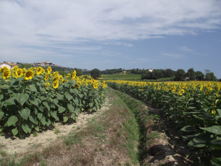 L'agricoltura bio conquista il Conero