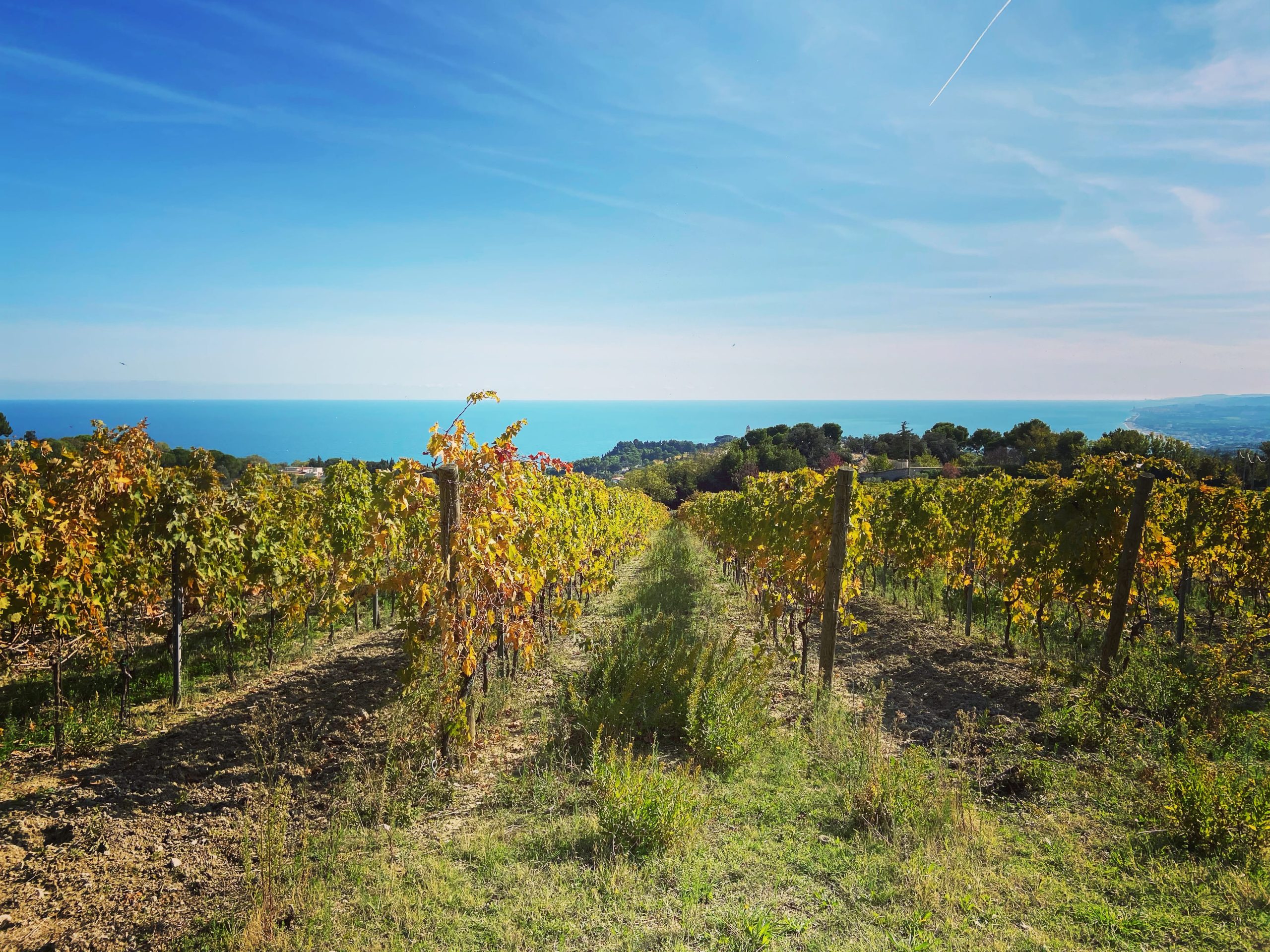Un brand che valorizzi la filiera agricola del Conero. David Donninelli (Coldiretti): «Tempi maturi per un marchio che identifichi i prodotti locali»