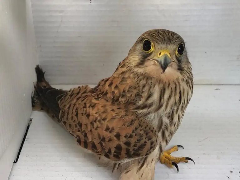 FAUNA – Curati e liberati 60 uccelli tra cui un gheppio e due civette. Zannini, Direttore: “In collaborazione con la sezione locale della Lipu svolgiamo un importante servizio tutelando specie protette”