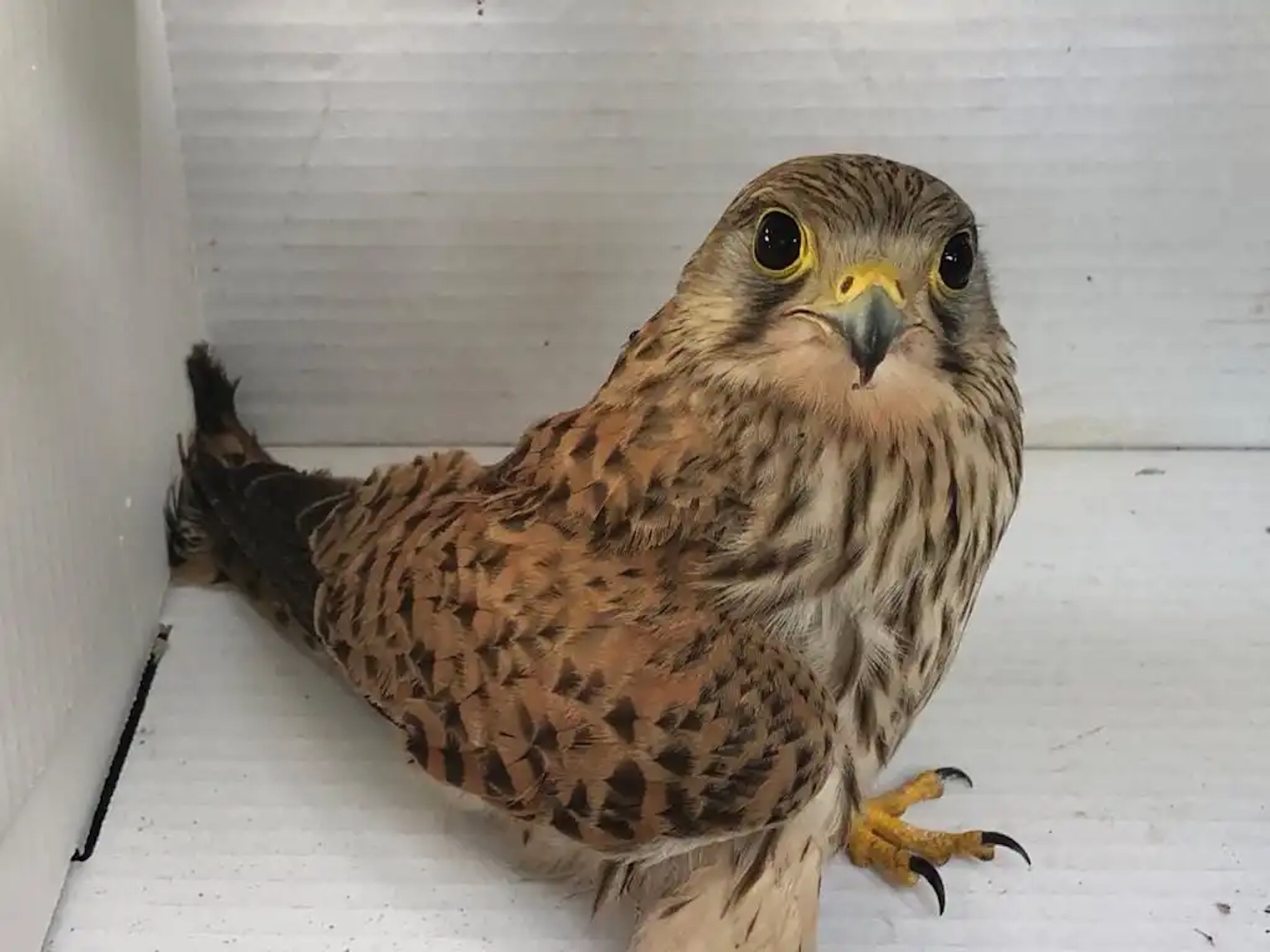 FAUNA – Curati e liberati 60 uccelli tra cui un gheppio e due civette. Zannini, Direttore: “In collaborazione con la sezione locale della Lipu svolgiamo un importante servizio tutelando specie protette”