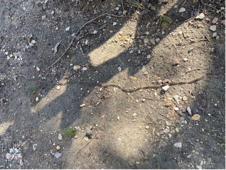 Avvistamenti di processionarie del pino nel territorio del Parco del Conero