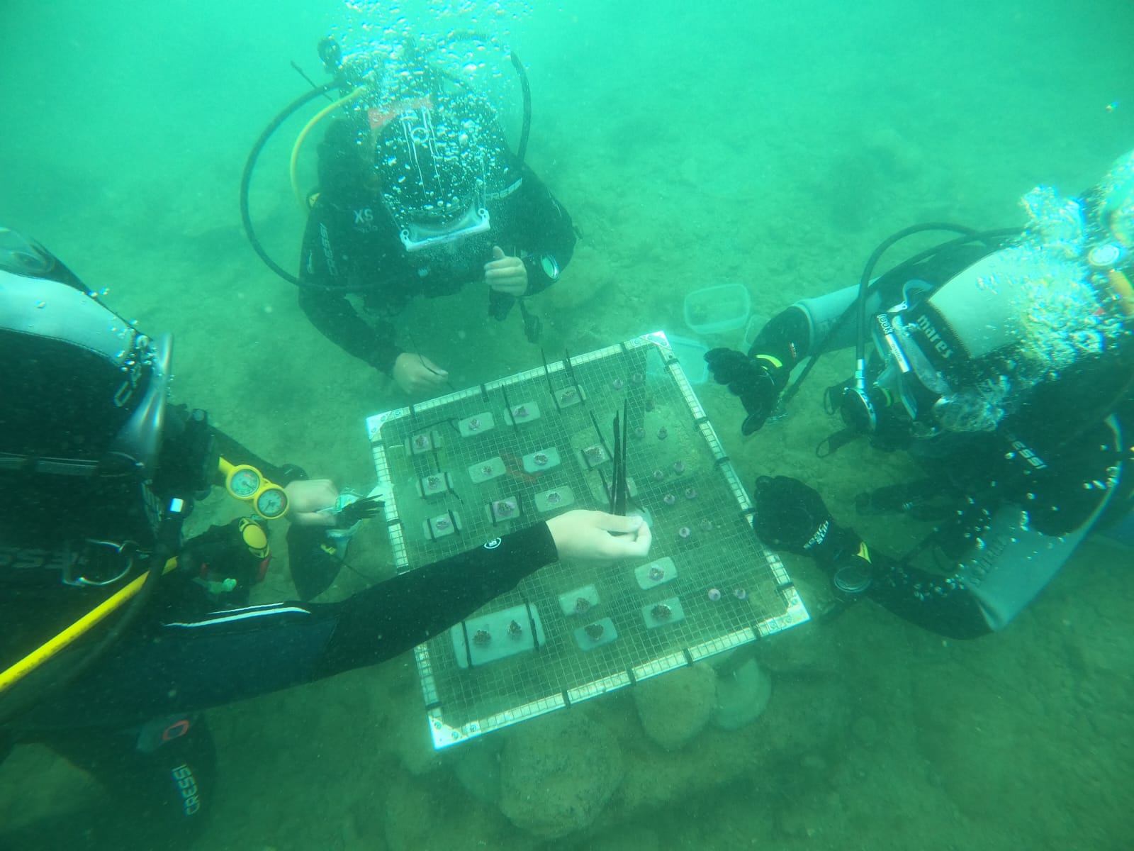 Al via un progetto sperimentale in acqua per ripopolare la Cladocora