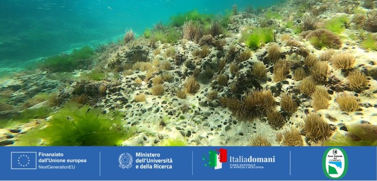 Il Parco del Conero lancia il progetto REMEDY per la biodiversità marina
